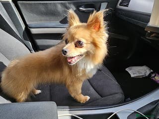 Chihuahua dogs beloved Norman seeking home - Advert 12