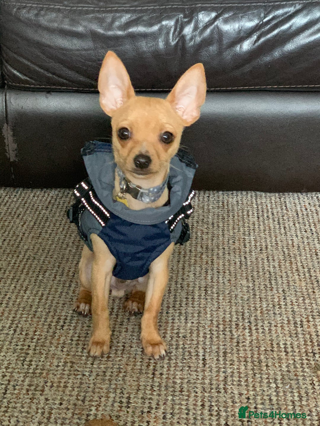 Chihuahua dogs for sale: Chihuahua dog for rehoming - Advert 5