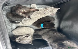 Mixed Breed cats for sale: Kitten British blue x pure black Tom cat - Image 7
