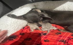 Dachshund dogs for sale:  dachshund miniature - Image 3