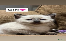 Mixed Breed cats for sale: Kittens for sale  - Advert 15