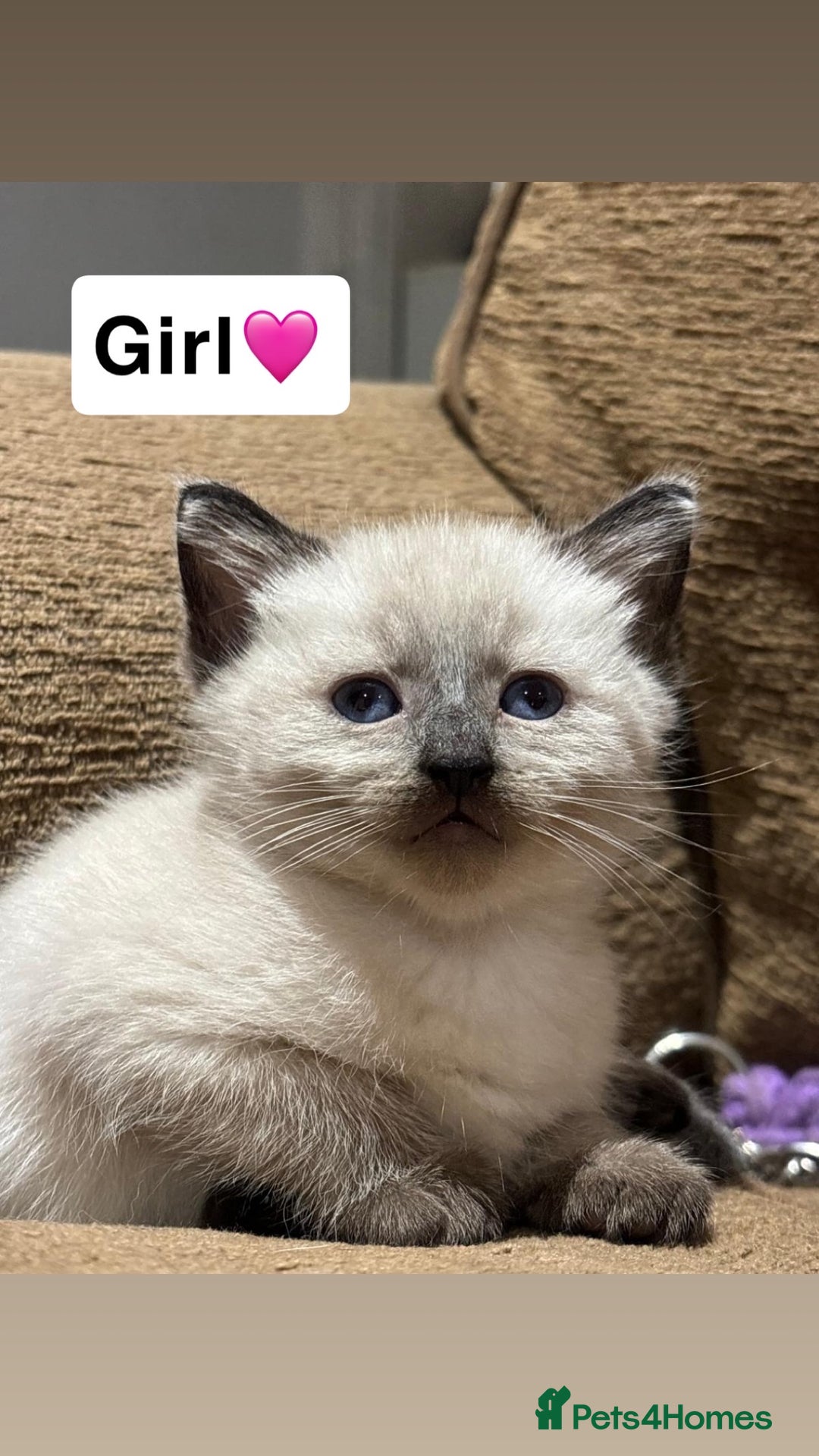 Mixed Breed cats for sale: Kittens for sale  - Advert 15