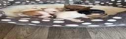 Chihuahua dogs for sale: 4 weeks  - Advert 11
