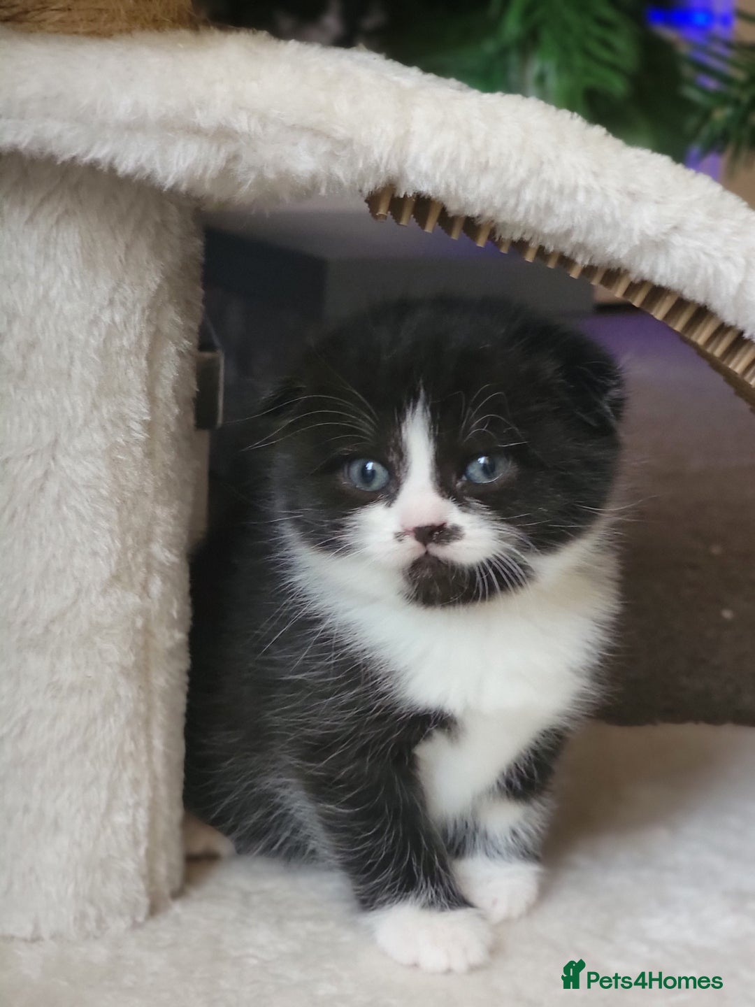 Scottish Fold cats for sale: Scottish fold - Advert 4