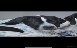 Pointer dogs for sale: ⭐️ 2 beautiful boys looking for forever homes⭐️ - Image 6