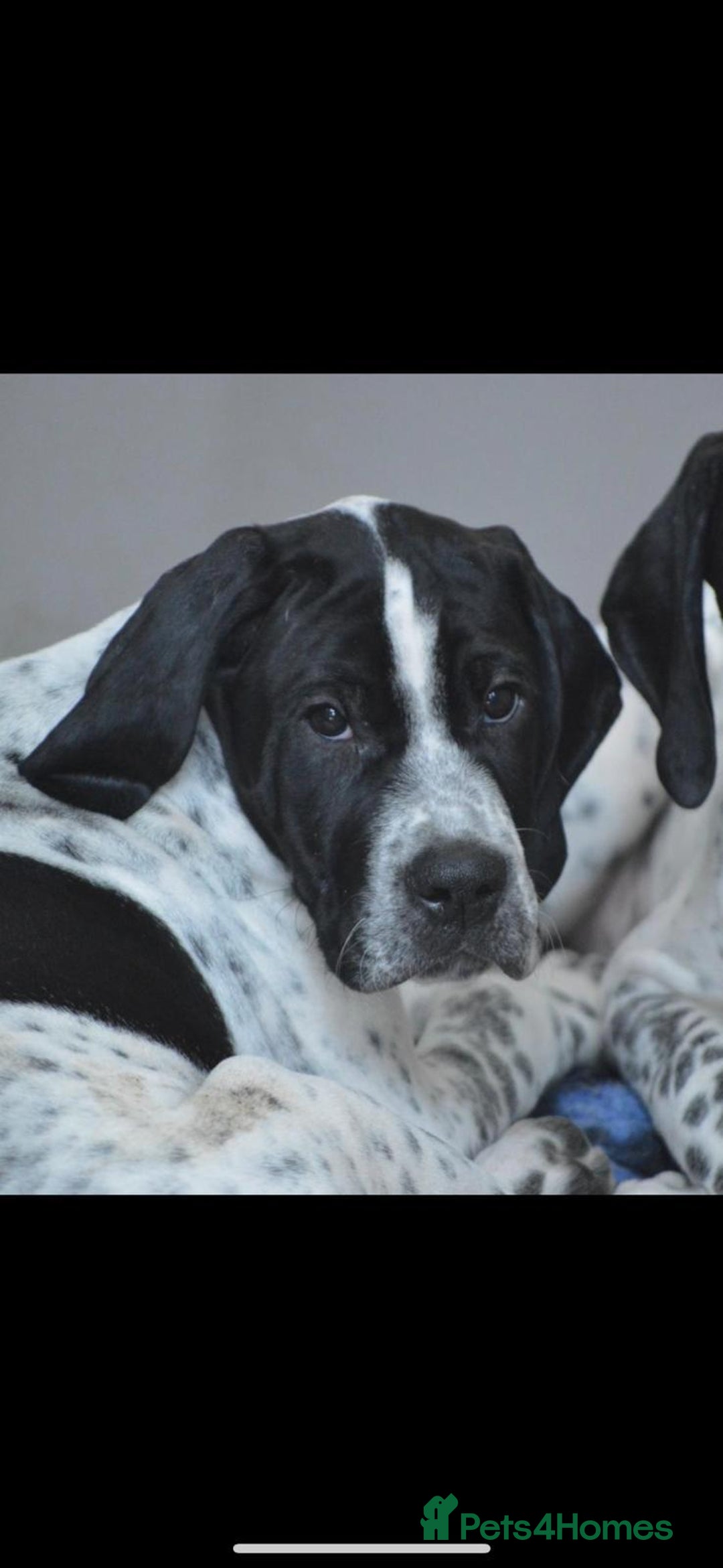 Pointer dogs for sale: ⭐️ 2 beautiful boys looking for forever homes⭐️ - Image 6