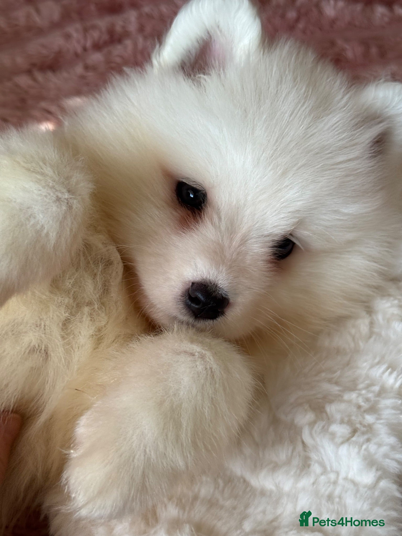 Samoyed dogs Crufts line + health tested bear-face Samoyeds - Advert 6