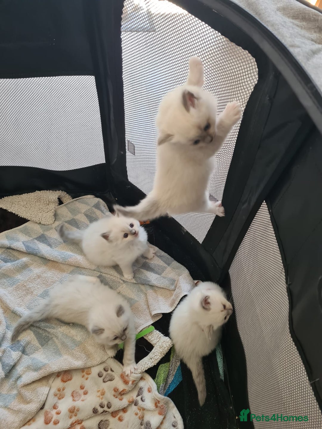 Ragdoll cats for sale: Female kitten become available! Pure Ragdoll in Derby - Image 24