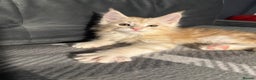 Maine Coon cats for sale: 5 Stunning GCCF Maine Coon Kittens  - Advert 6