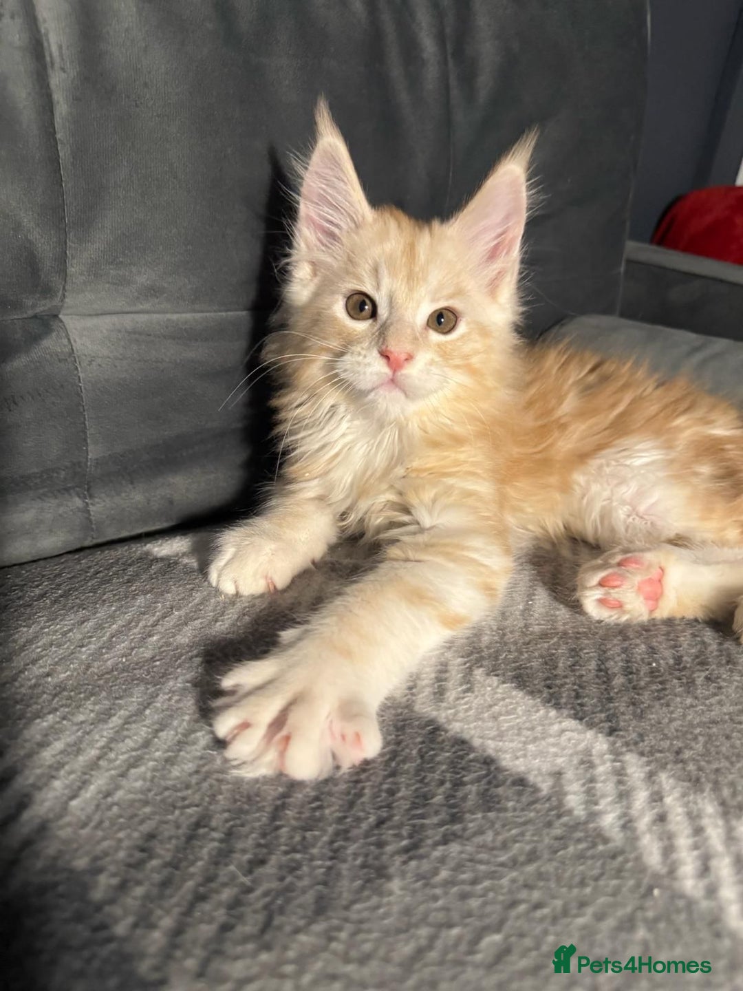 Maine Coon cats for sale: 5 Stunning GCCF Maine Coon Kittens  - Advert 6