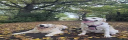 Golden Retriever dogs for sale: KC Registered Showline Golden Retriever Puppies - Advert 40
