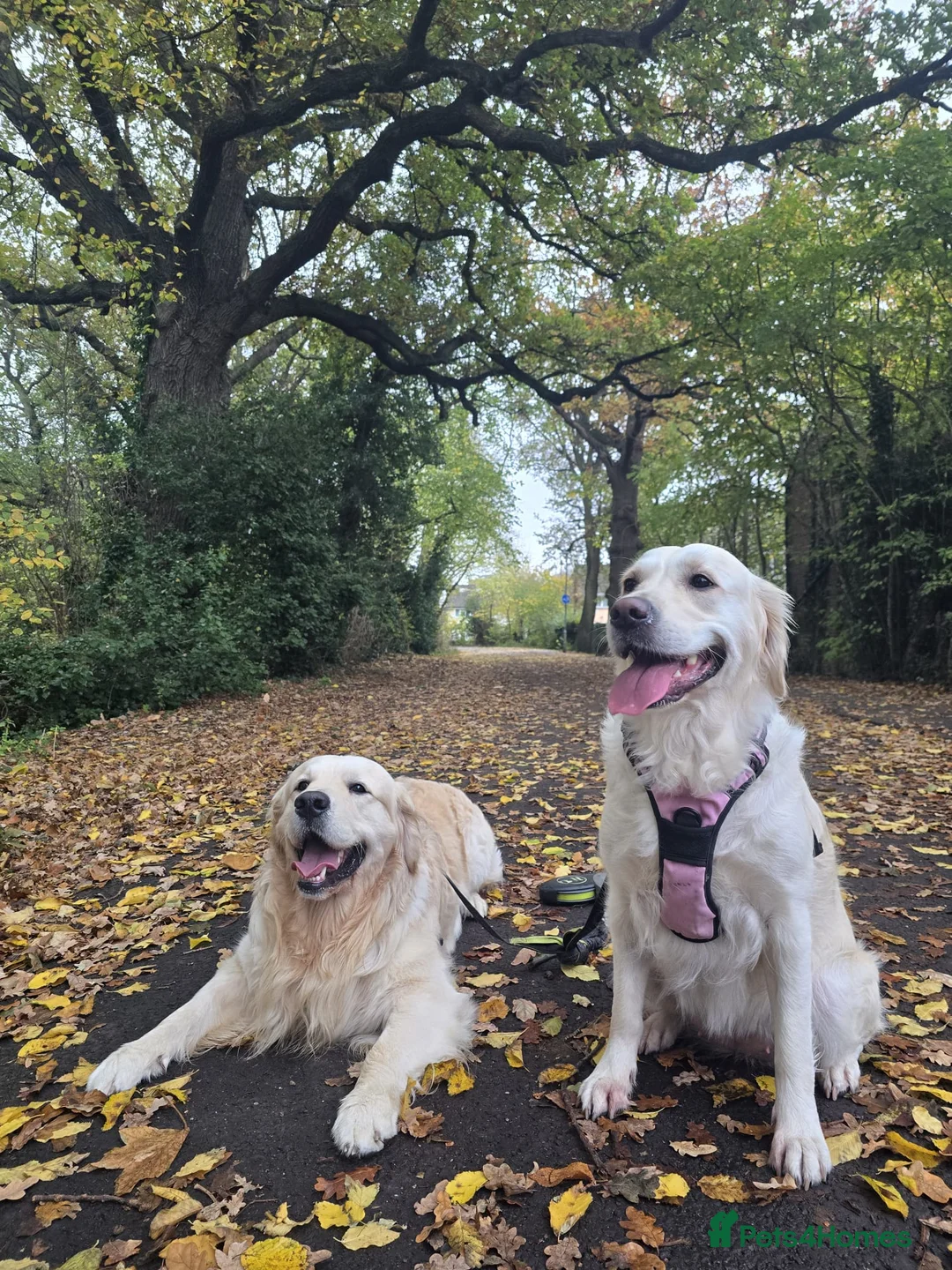 Golden Retriever dogs for sale: KC Registered Showline Golden Retriever Puppies - Advert 40