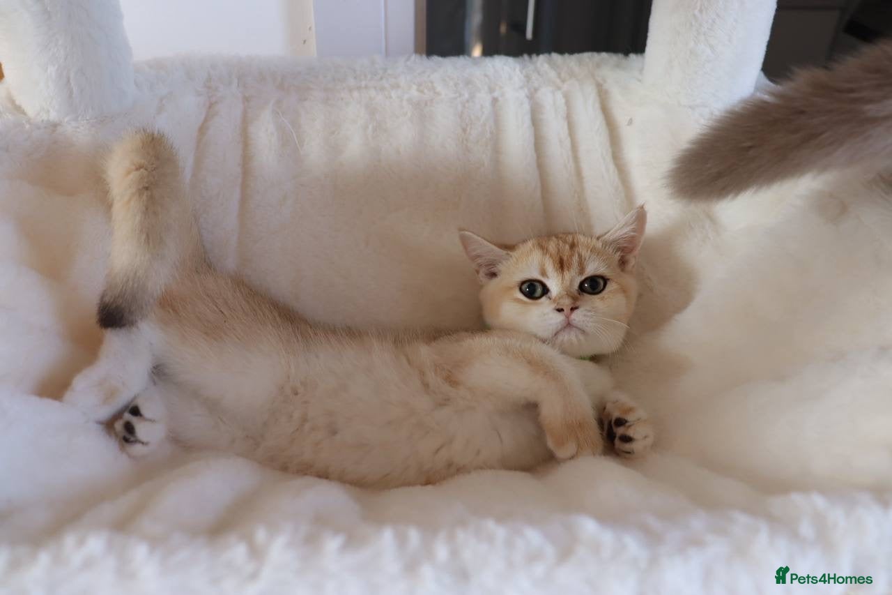 British Shorthair cats Ready Champion lines BSH kittens  - Advert 2