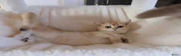 British Shorthair cats for sale: Ready Champion lines BSH kittens  - Advert 2