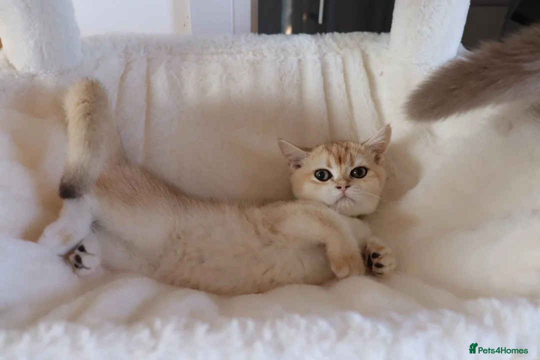 British Shorthair cats for sale: Ready Champion lines BSH kittens  - Advert 2