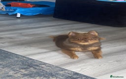 Pomeranian dogs for sale: Male 1 year old Pomeranian  - Image 4