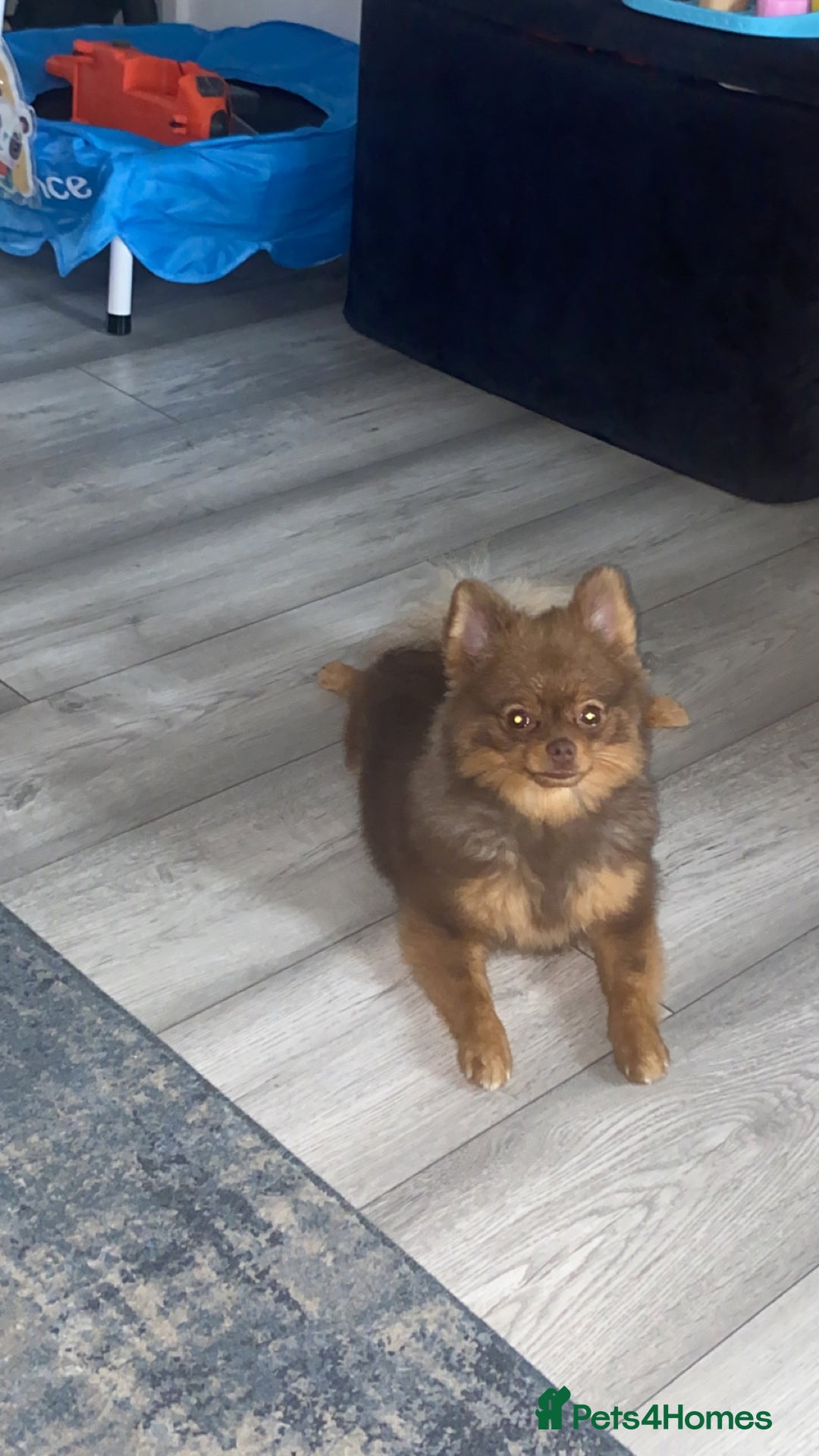 Pomeranian dogs for sale: Male 1 year old Pomeranian  - Image 4