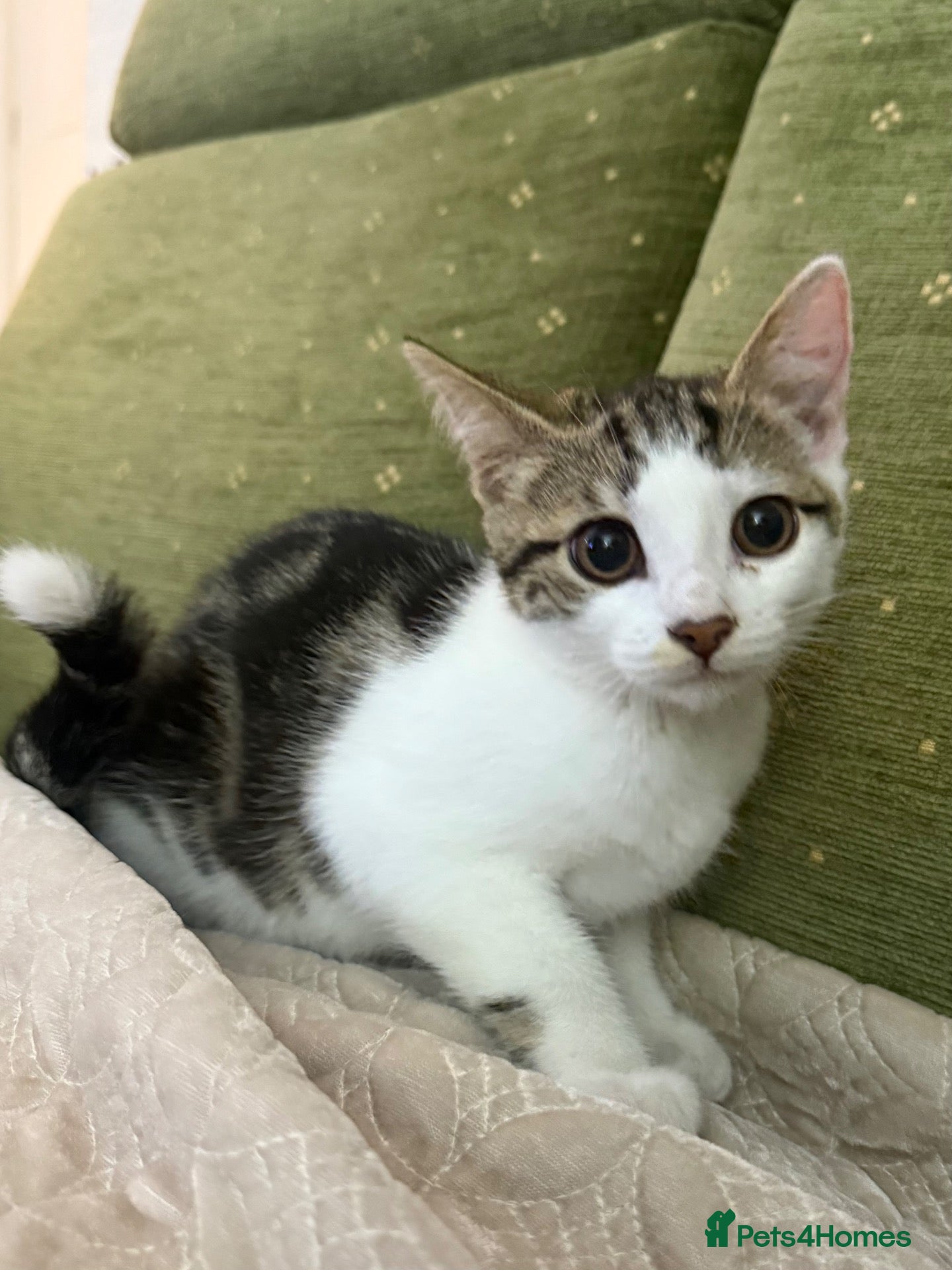 Mixed Breed cats Mixed breed Kittens - Advert 1