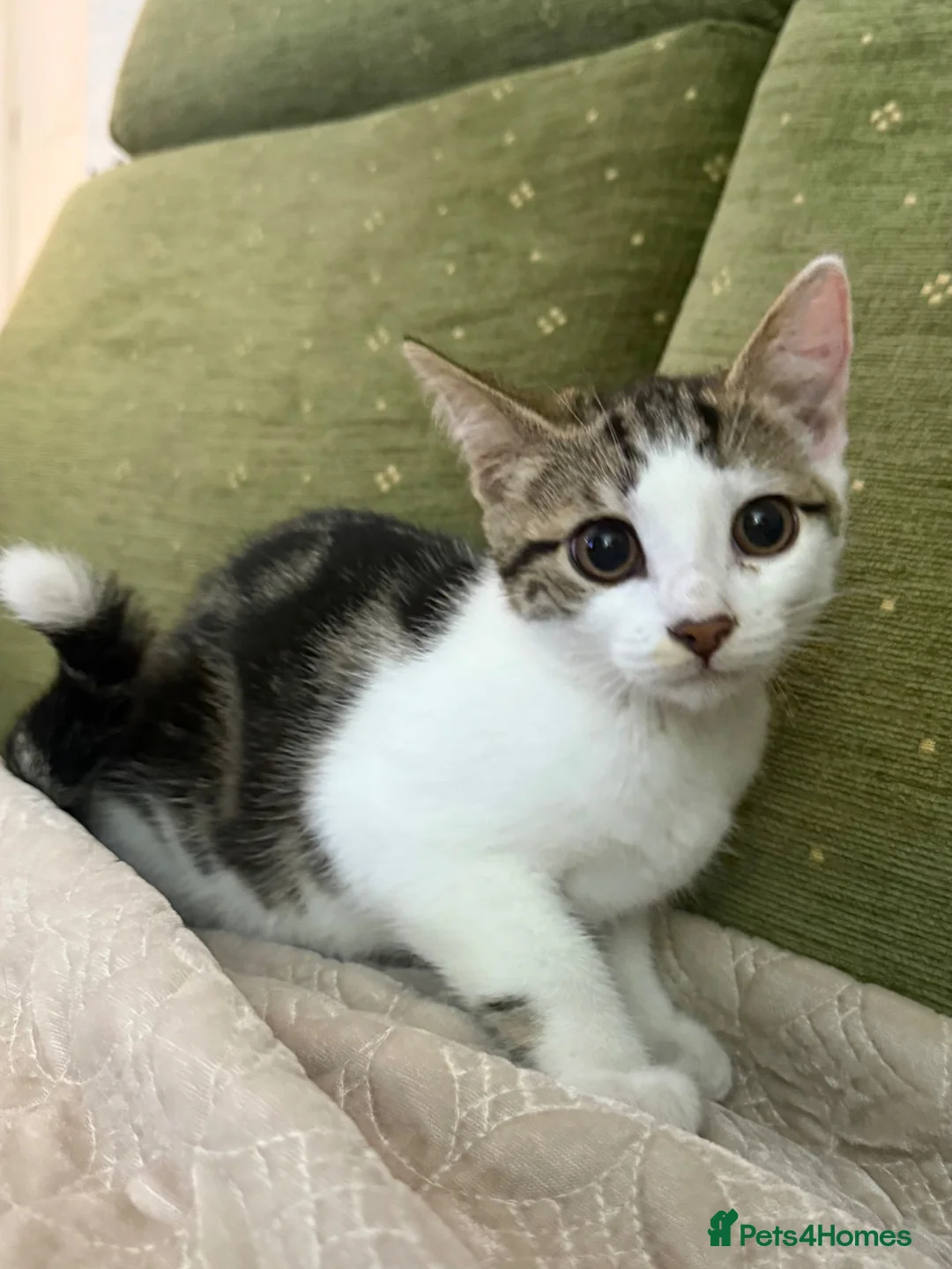 Mixed Breed cats for sale: Mixed breed Kittens - Advert 1