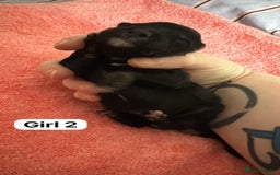 Border Collie dogs for sale: 10 border collies for sale  - Image 18