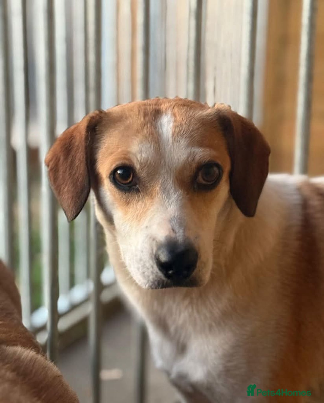 Mixed Breed dogs for adoption: Meet Bambi, currently residing in Essex  - Image 3
