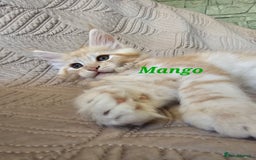 Maine Coon cats for sale: Beautiful Maine Coon kittens  - Advert 2