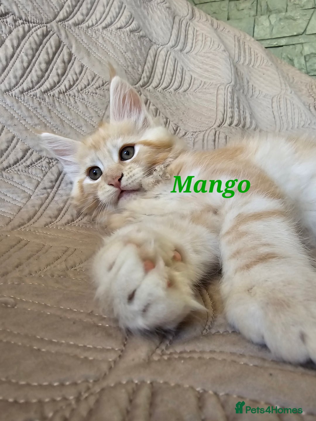 Maine Coon cats for sale: Beautiful Maine Coon kittens  - Advert 2