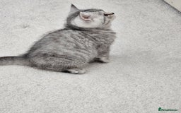 British Shorthair cats for sale: British shothair kittens  - Image 31