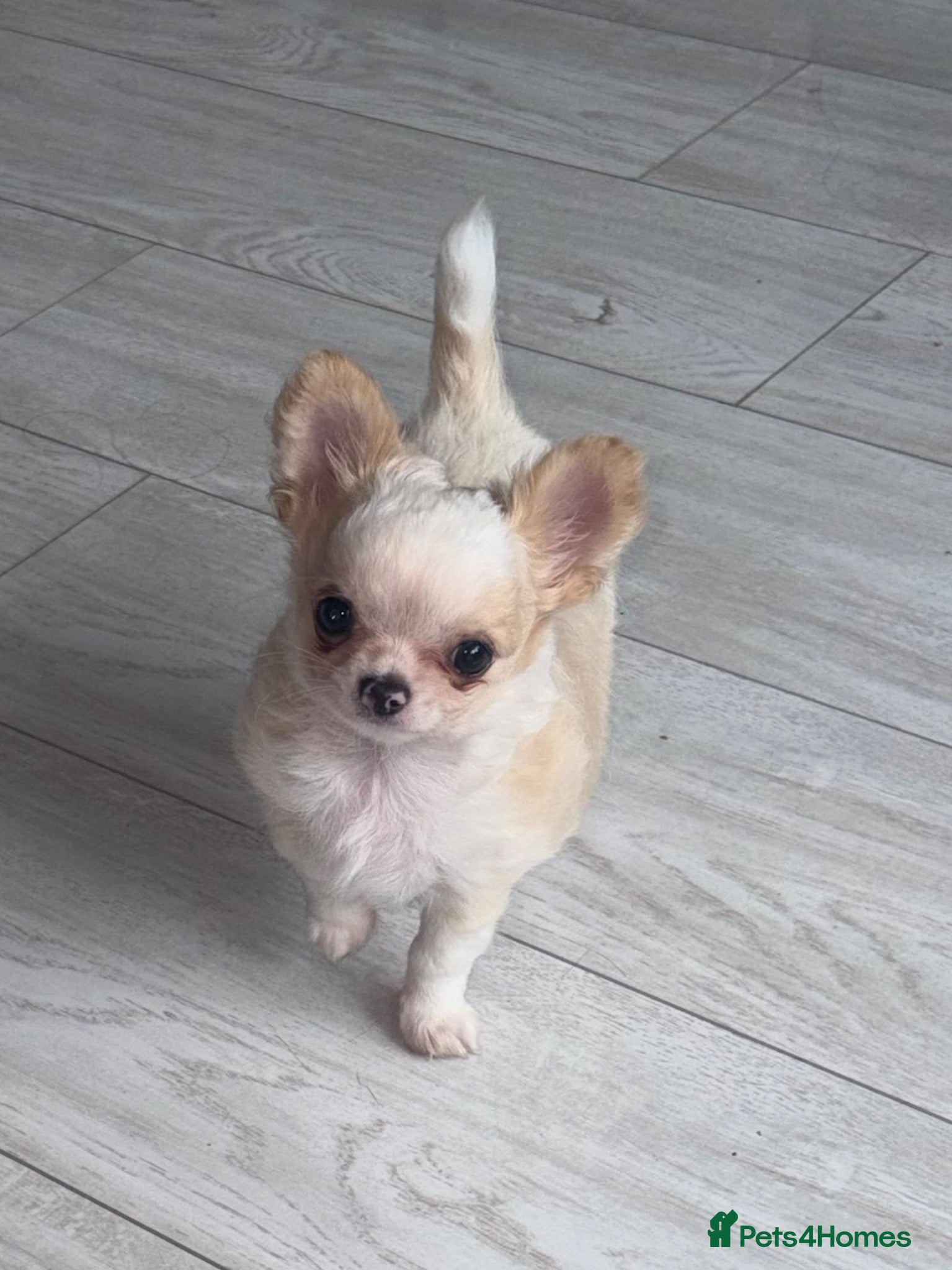 Chihuahua dogs Longcoat chihuahua male - Advert 1