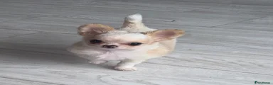 Chihuahua 1