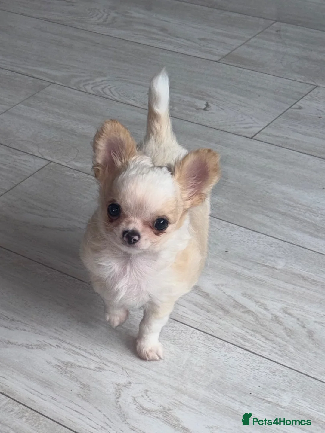 Chihuahua dogs for sale: Longcoat chihuahua male - Advert 1
