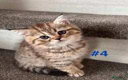 Scottish Fold cats for sale: Adorable Scottish Fold Kittens Ready for New Homes - Image 5