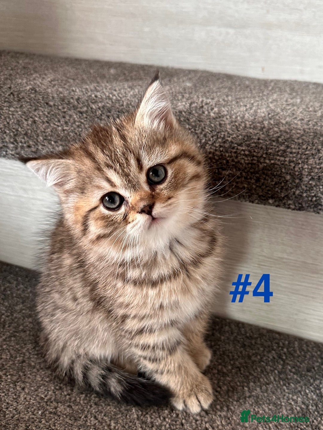 Scottish Fold cats for sale: Adorable Scottish Fold Kittens Ready for New Homes - Image 5