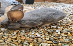 Continental Giant rabbits for sale: 2 young giant continentals  - Advert 4