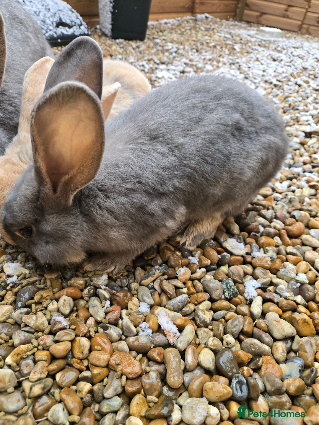 Continental Giant rabbits for sale: 2 young giant continentals  - Advert 4