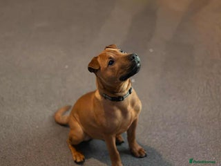 Mixed Breed dogs Staff x shar pei - Advert 1