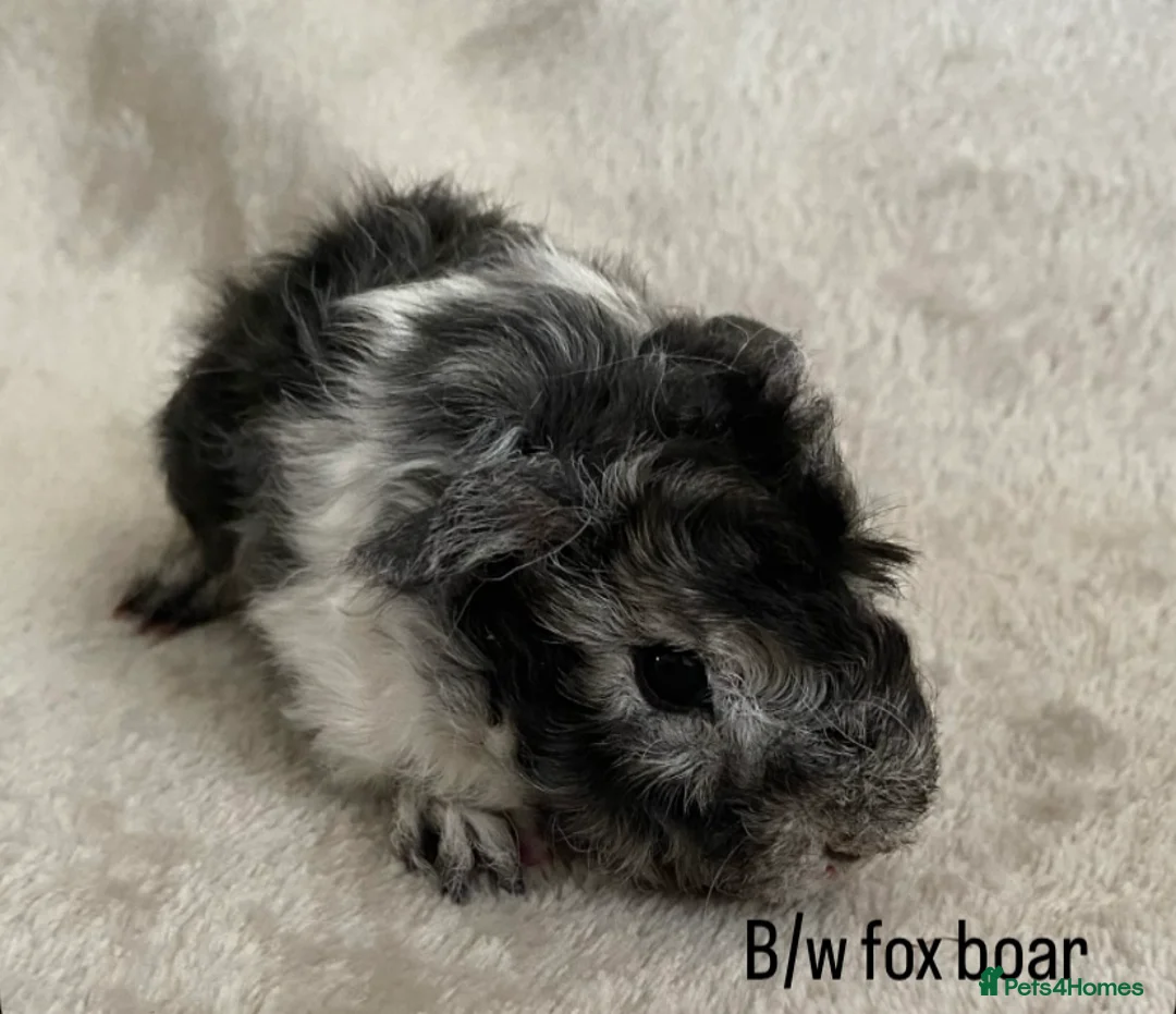 Guinea Pig rodents for sale: Lunkarya babies - Advert 3