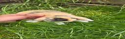 Mini Lop rabbits for sale: Bunnies - Advert 5