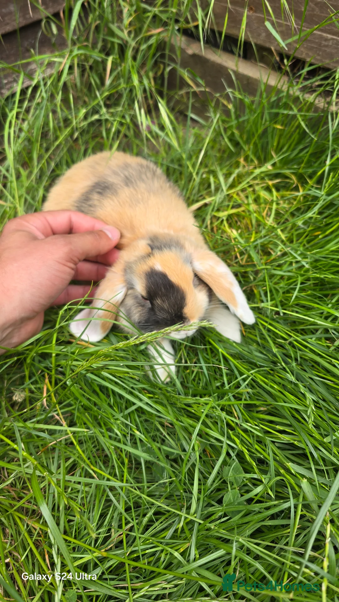 Mini Lop rabbits for sale: Bunnies - Advert 5