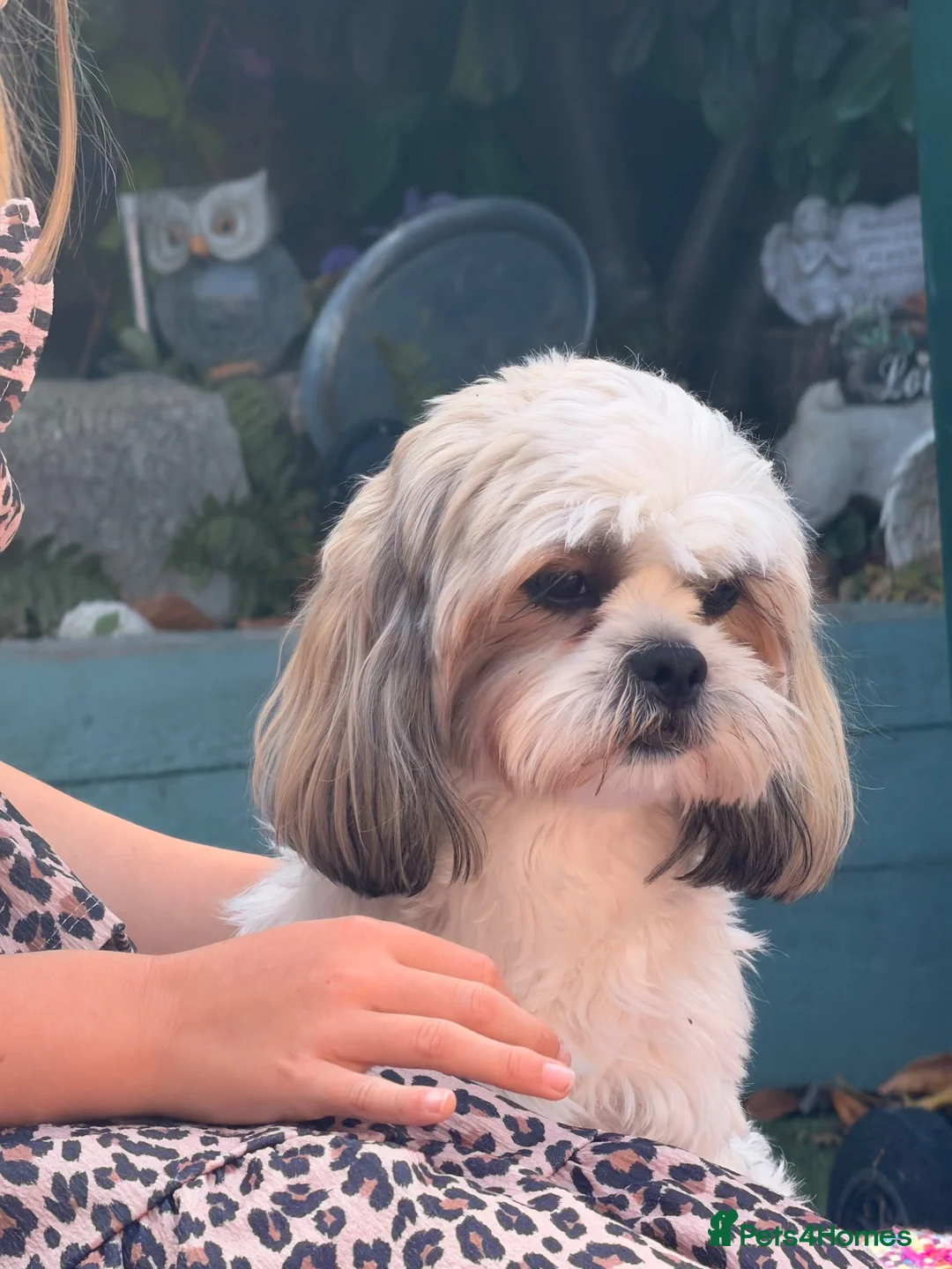 Mixed Breed dogs for sale: 14 months old Shih-apso - Advert 2