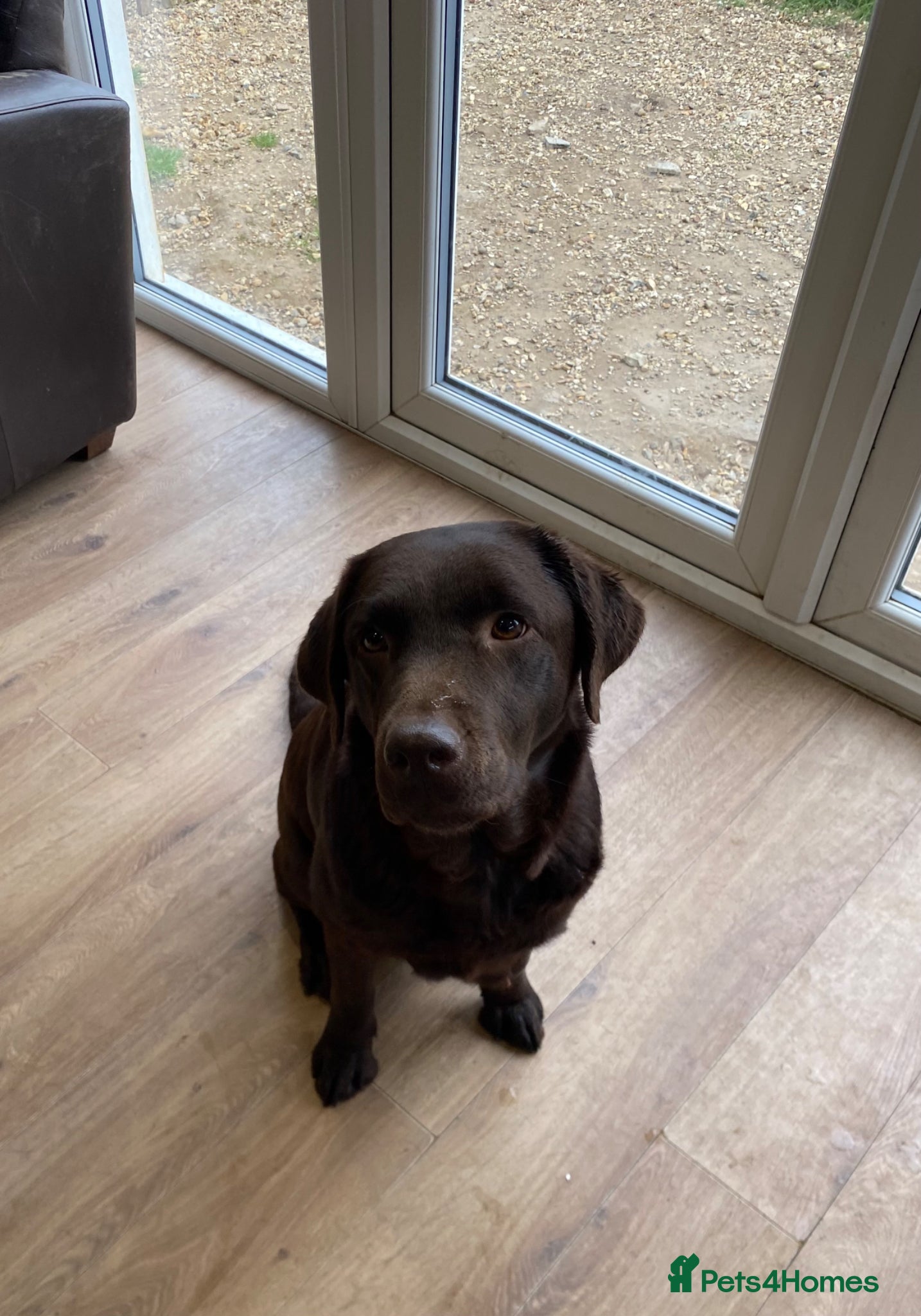 Labrador Retriever dogs Kc registered labradors - Advert 9