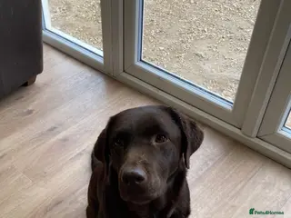 Labrador Retriever dogs Kc registered labradors - Advert 1