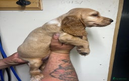 Cocker Spaniel dogs for sale: Orange Roan Girls - Image 6