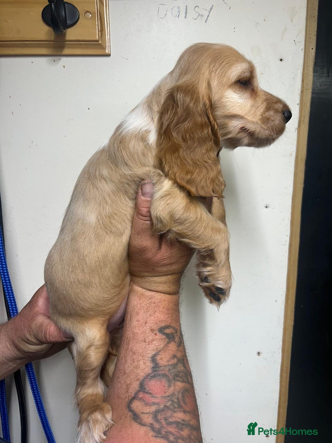 Cocker Spaniel dogs for sale: Orange Roan Girls - Image 6