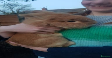 Lionhead rabbits - Advert 14