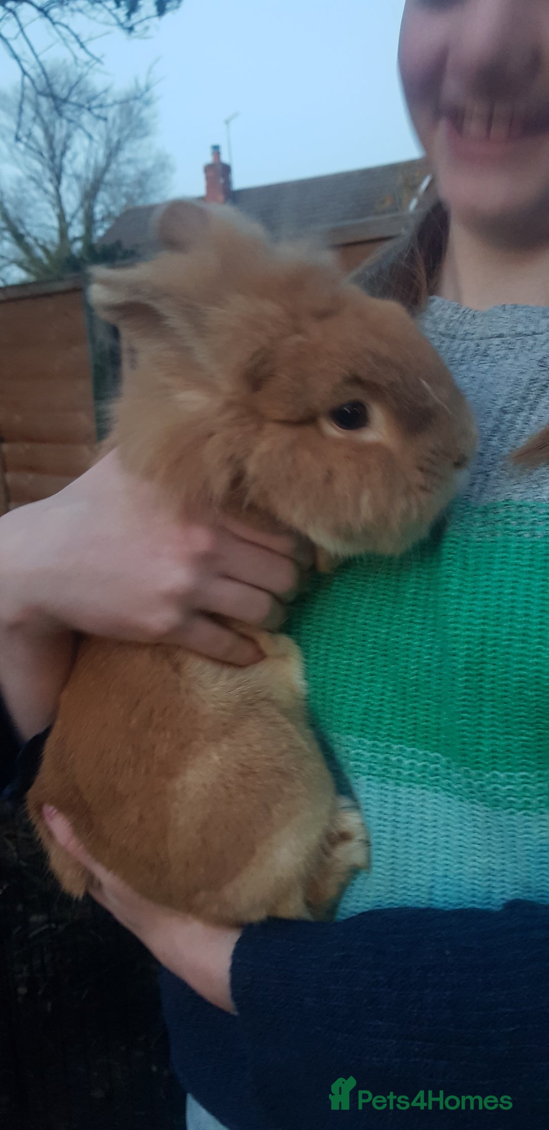 Lionhead rabbits for sale: Two sweet Lion head bunnies to rehome - Image 2