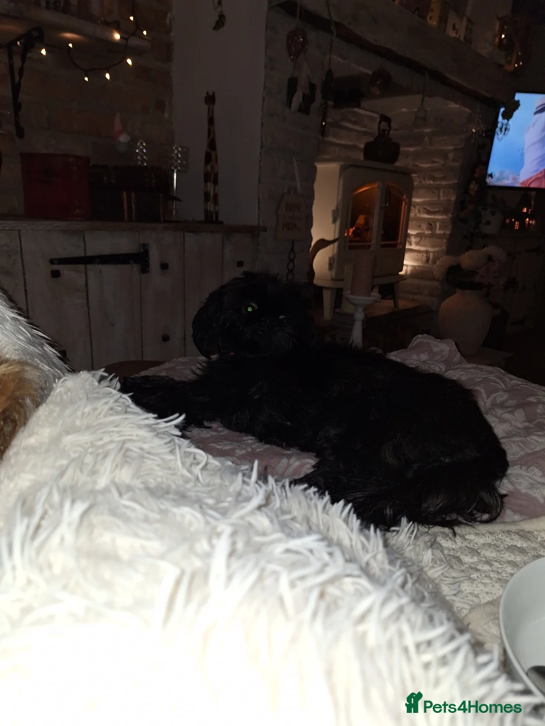 Shih Tzu dogs for sale: KC Imperial boy - Advert 1