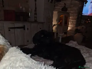 Shih Tzu dogs KC Imperial boy - Advert 9