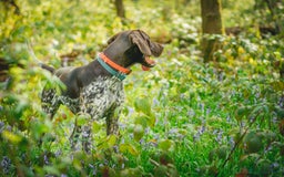German Shorthaired Pointer dogs for stud: KC Registered German Shorthaired Pointer at Stud in Liverpool - Image 13