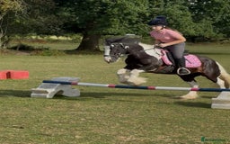 Irish Cob horses for sale: 12.2hh Gypsy Cob Mare – mothers dream  - Image 5
